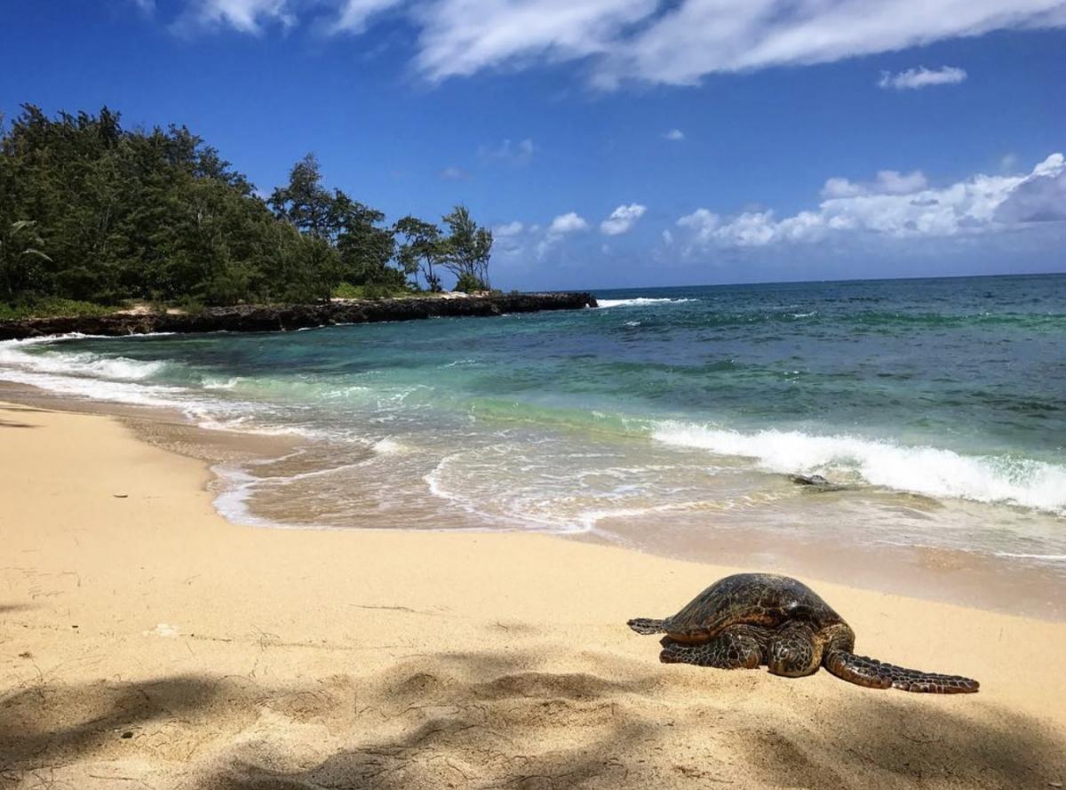 A sea turtle resting on a beach by the ocean