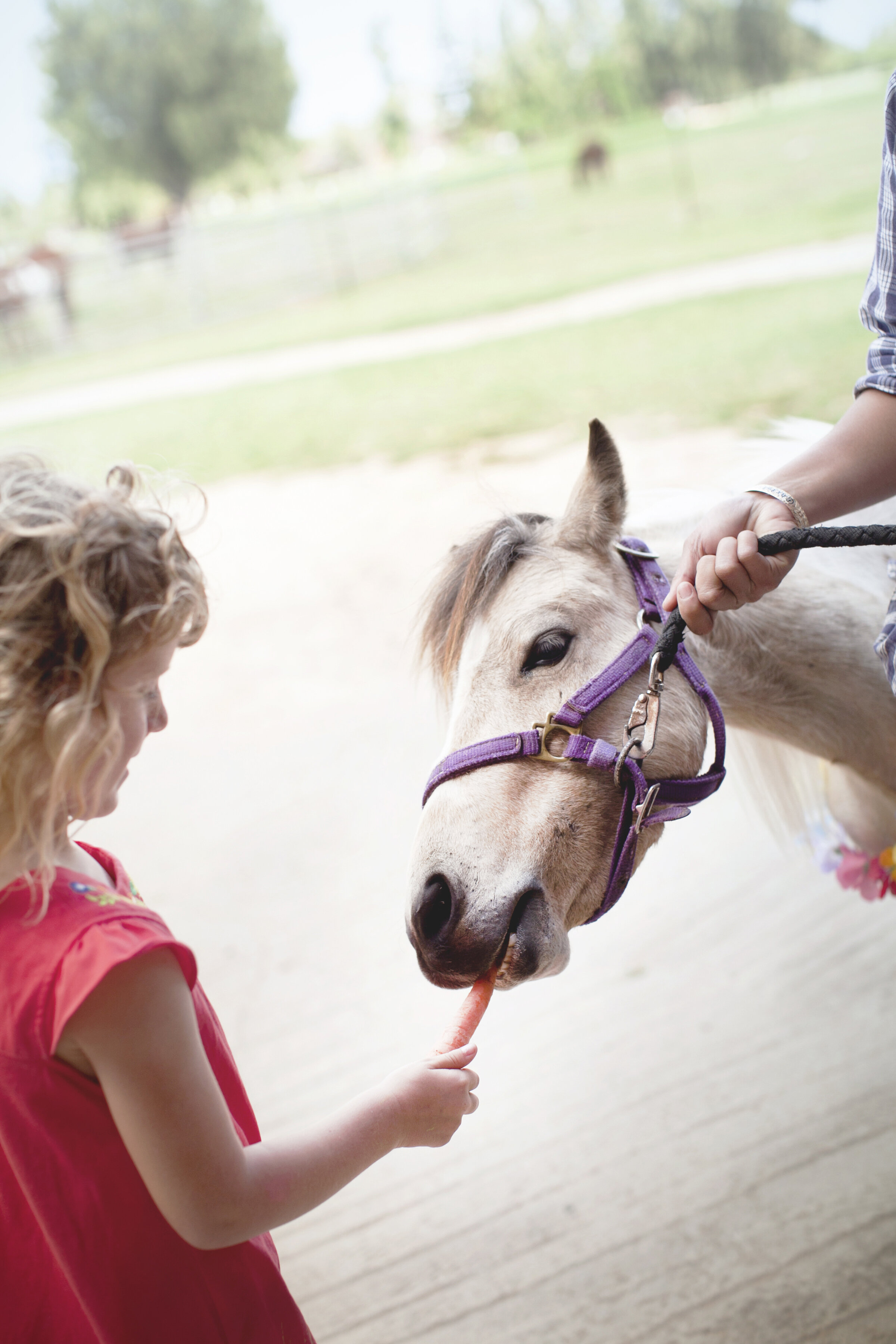 Pony