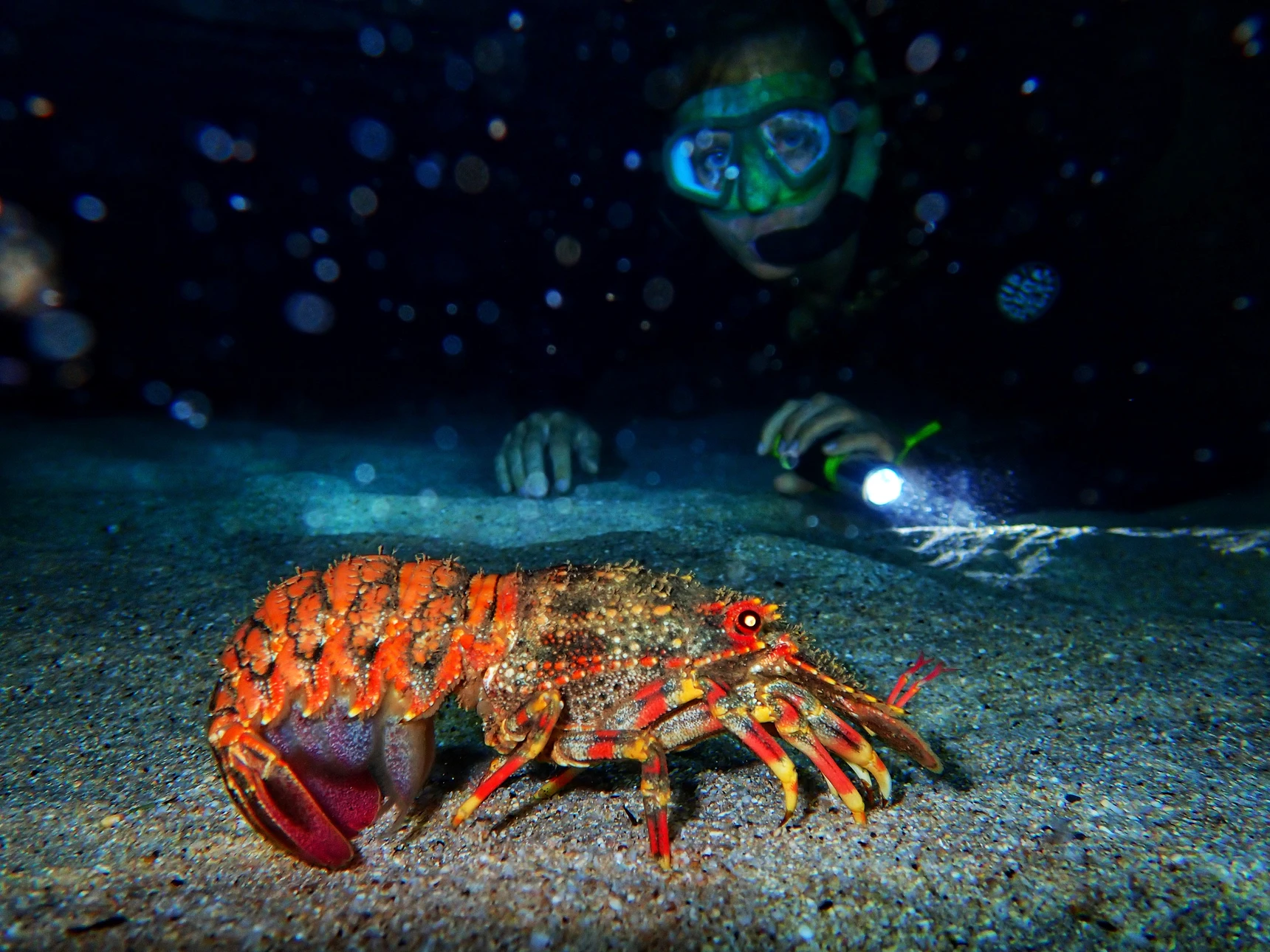 Night time snorkeling