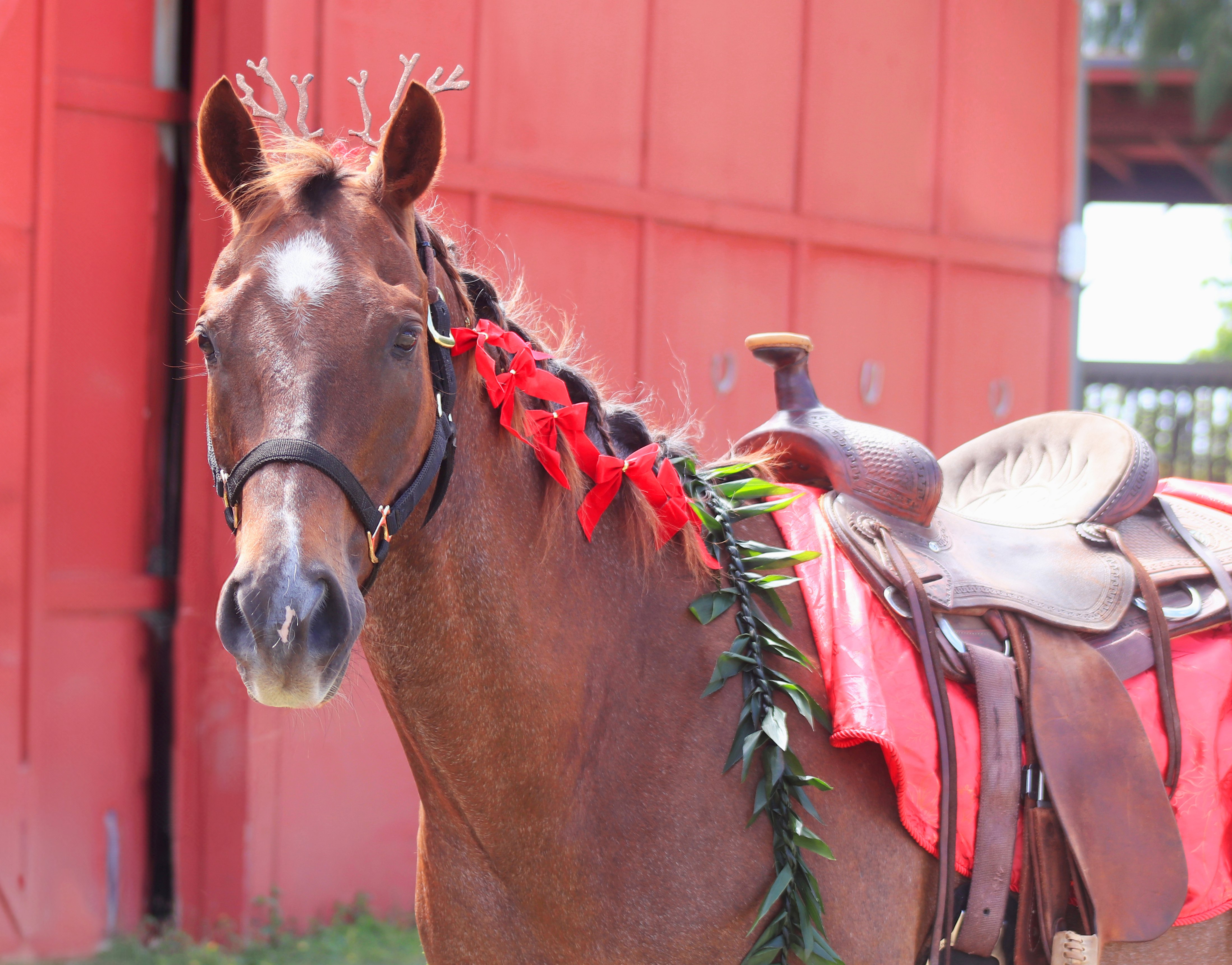 Reindeer Horse