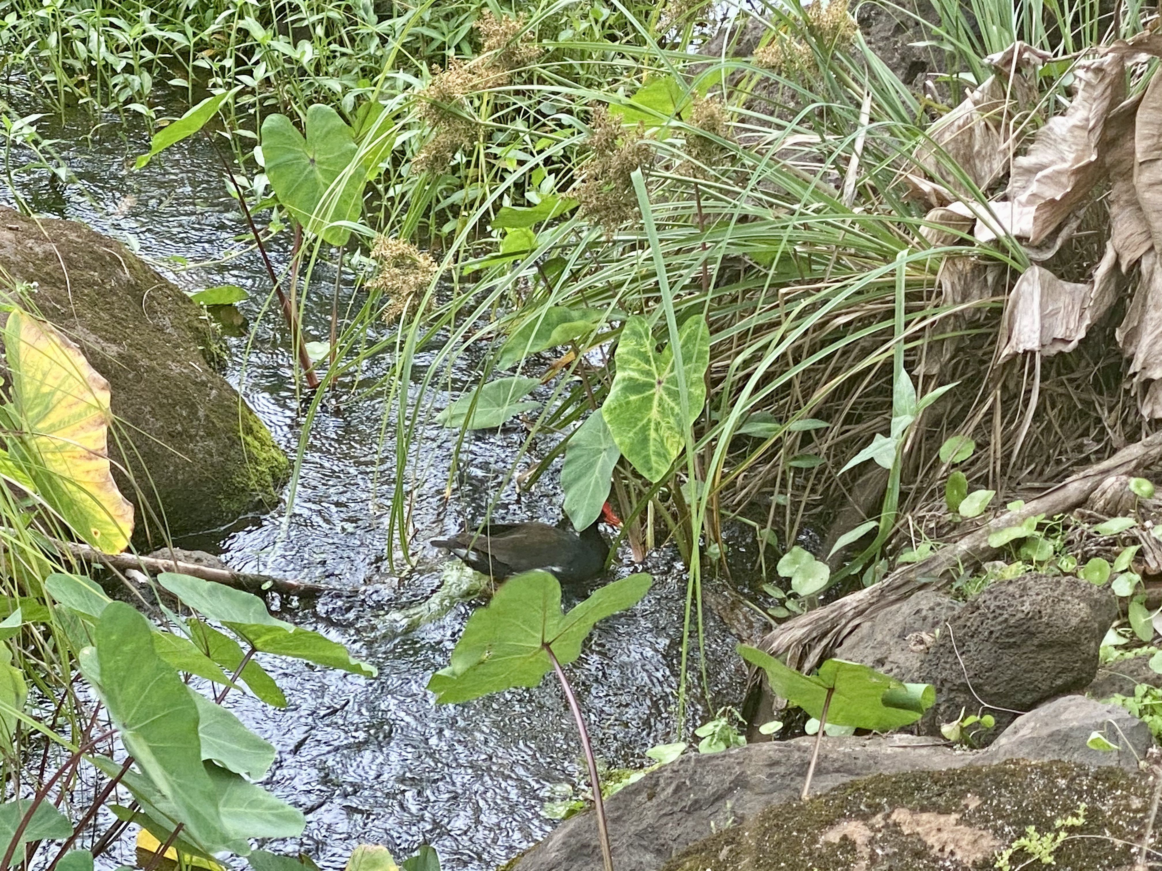 'Alae 'Ula bird Waimea Valley