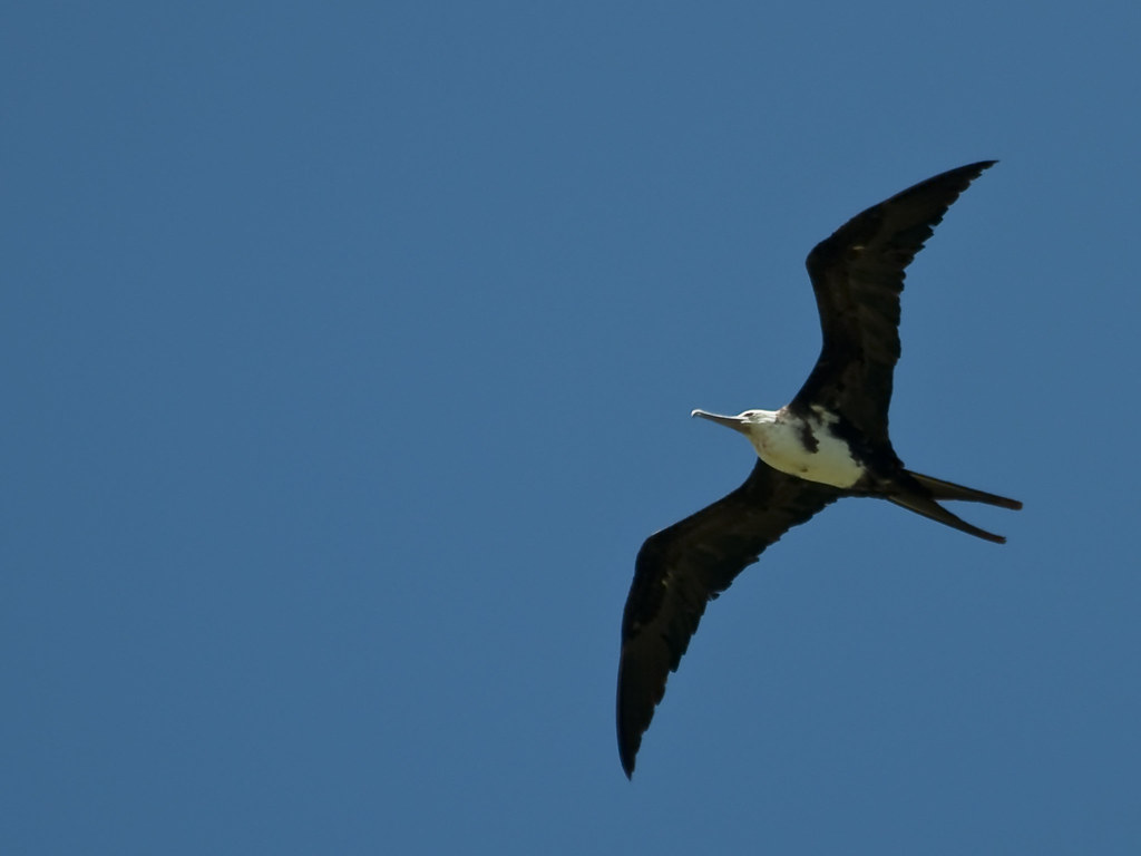 The iwa, or Great Frigate Bird, commonly found in the south pacific. 