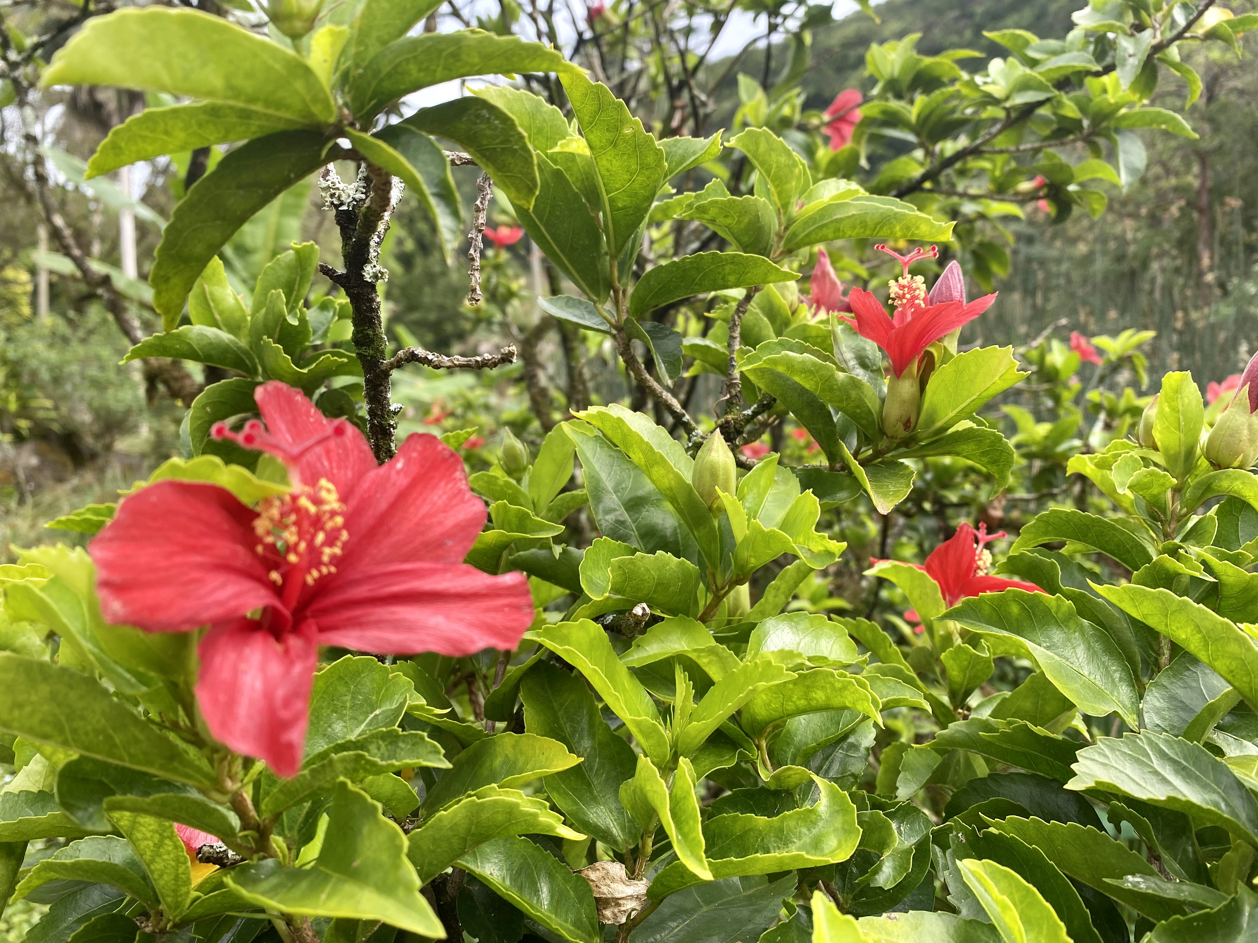 Hibiscus