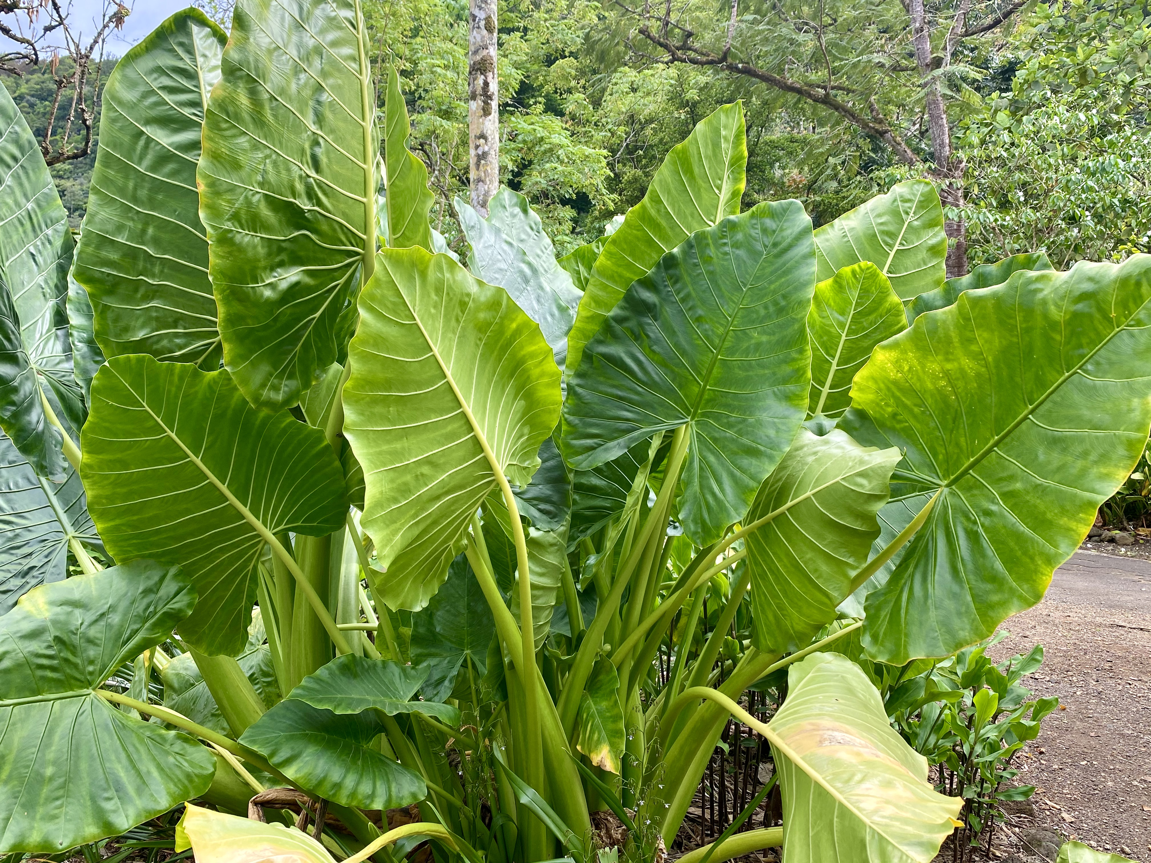 Kalo Waimea Valley