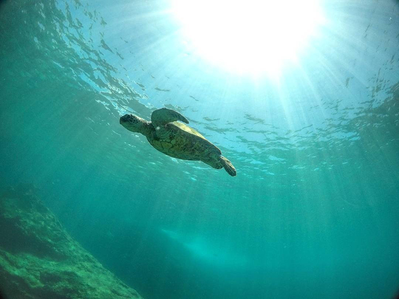 A sea turtle swimming under water