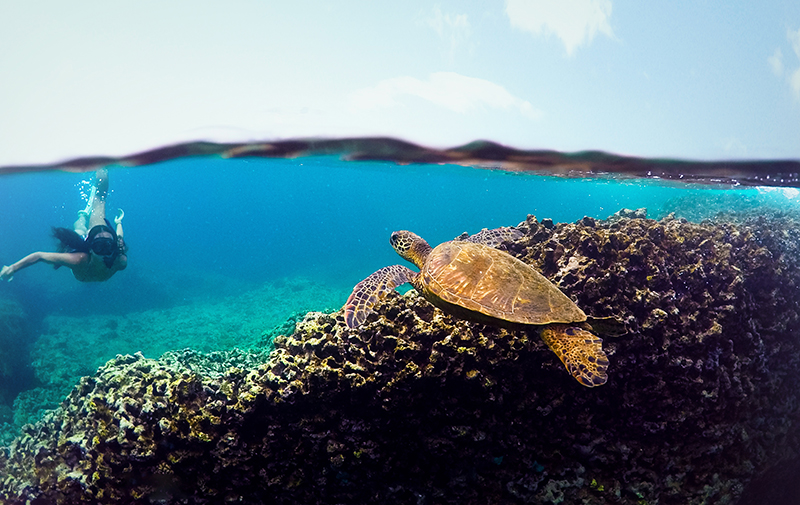 A woman snorkling near a sea turtle in coral reef