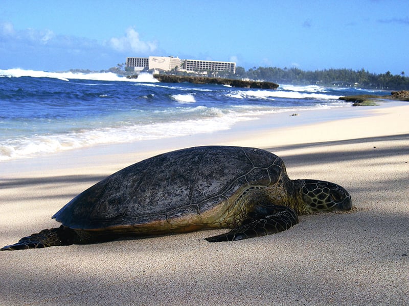 A sea turtle sunbathing on the beach