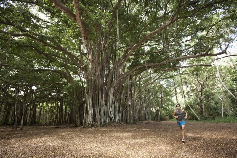 The Banyan Tree at Turtle Bay Resort, Oahu