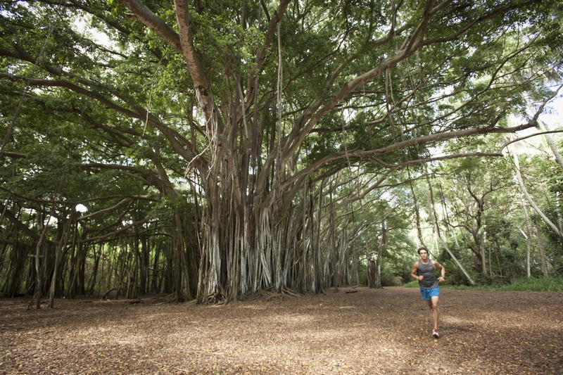 The Banyan Tree at Turtle Bay Resort, Oahu