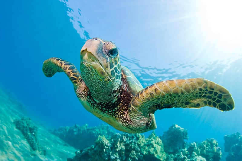 Close up of a sea turtle swimming under water