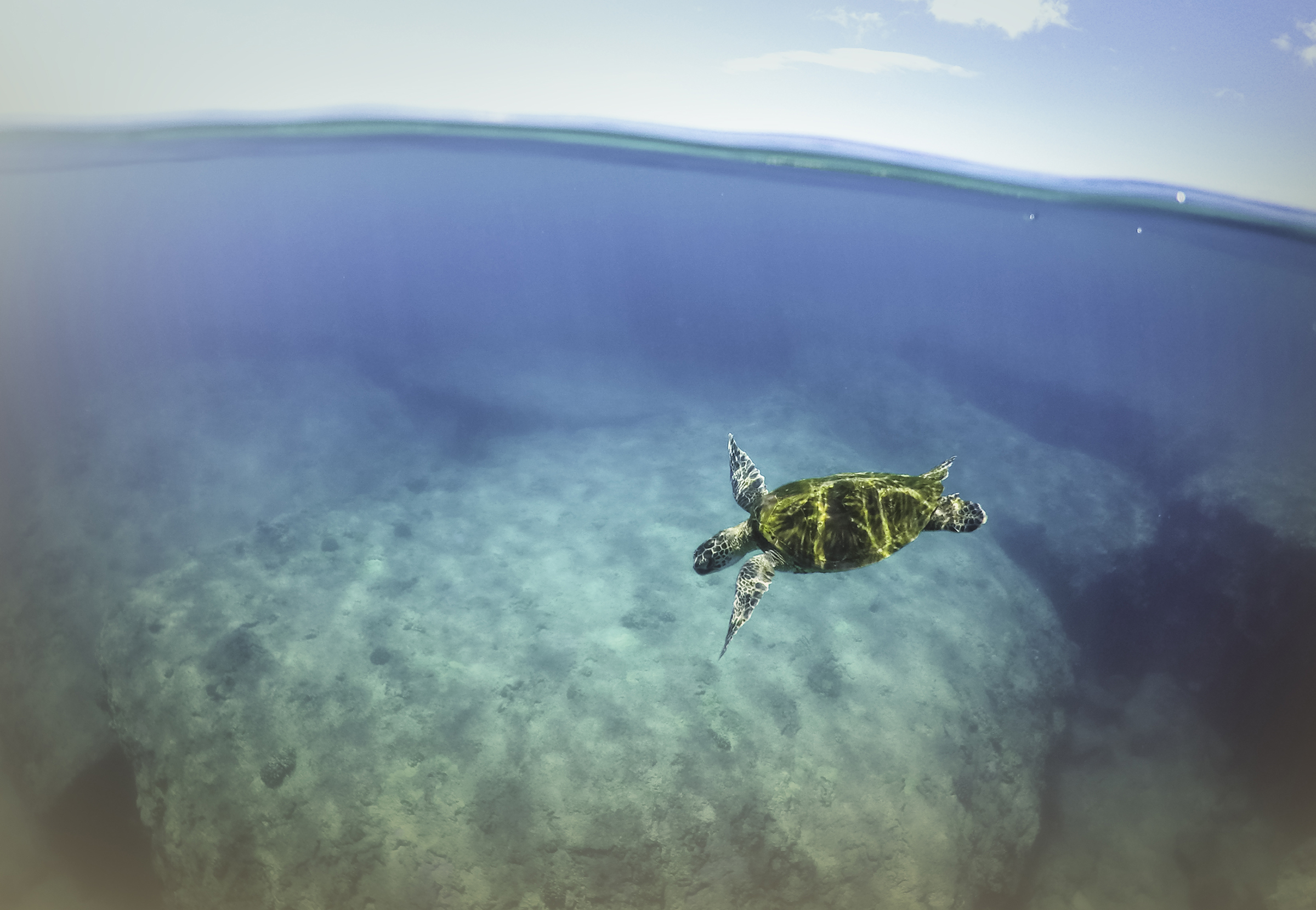 A sea turtle swimming in the ocean