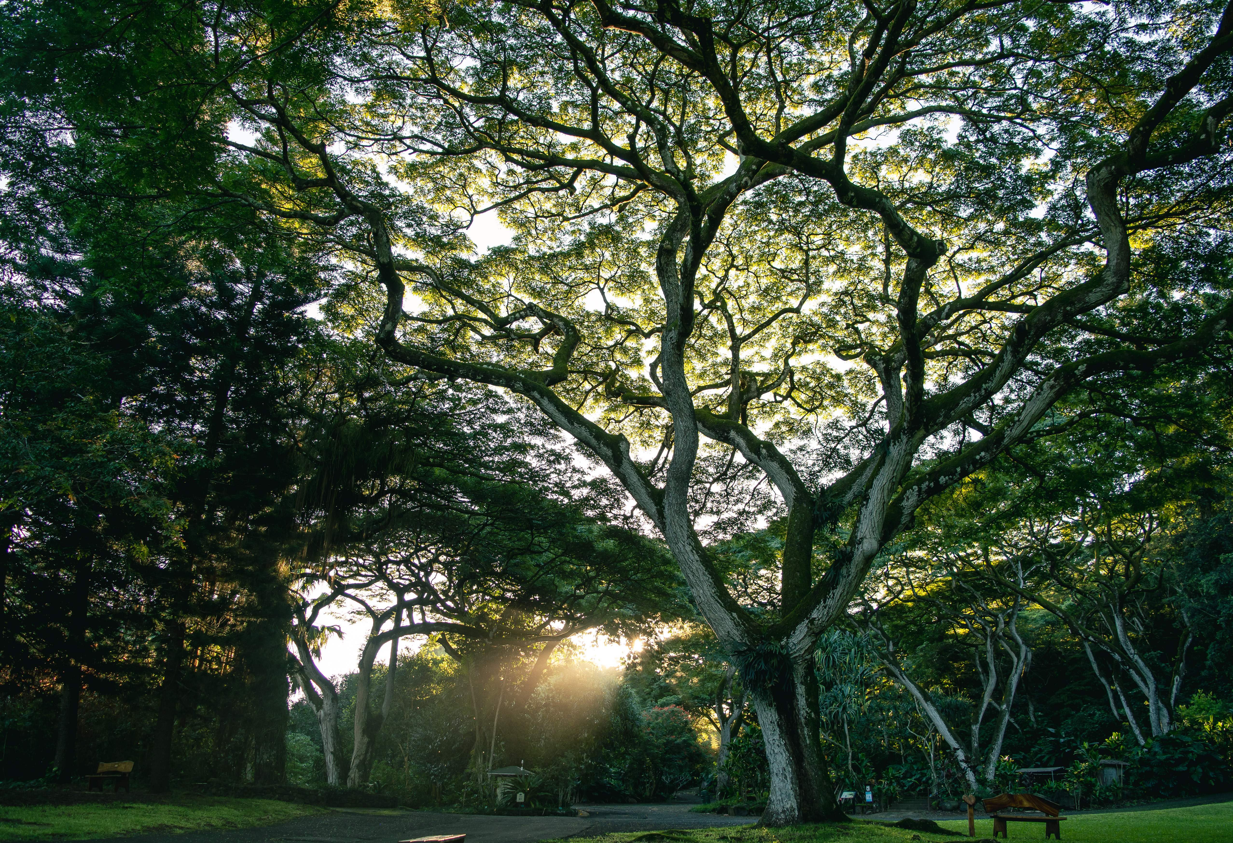 Waimea Valley Upper Meadow