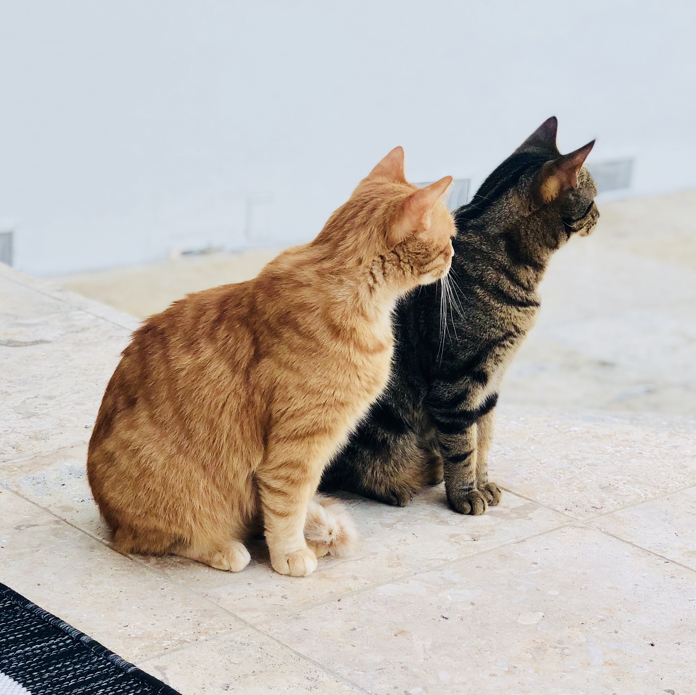 Ziggy and Elvis