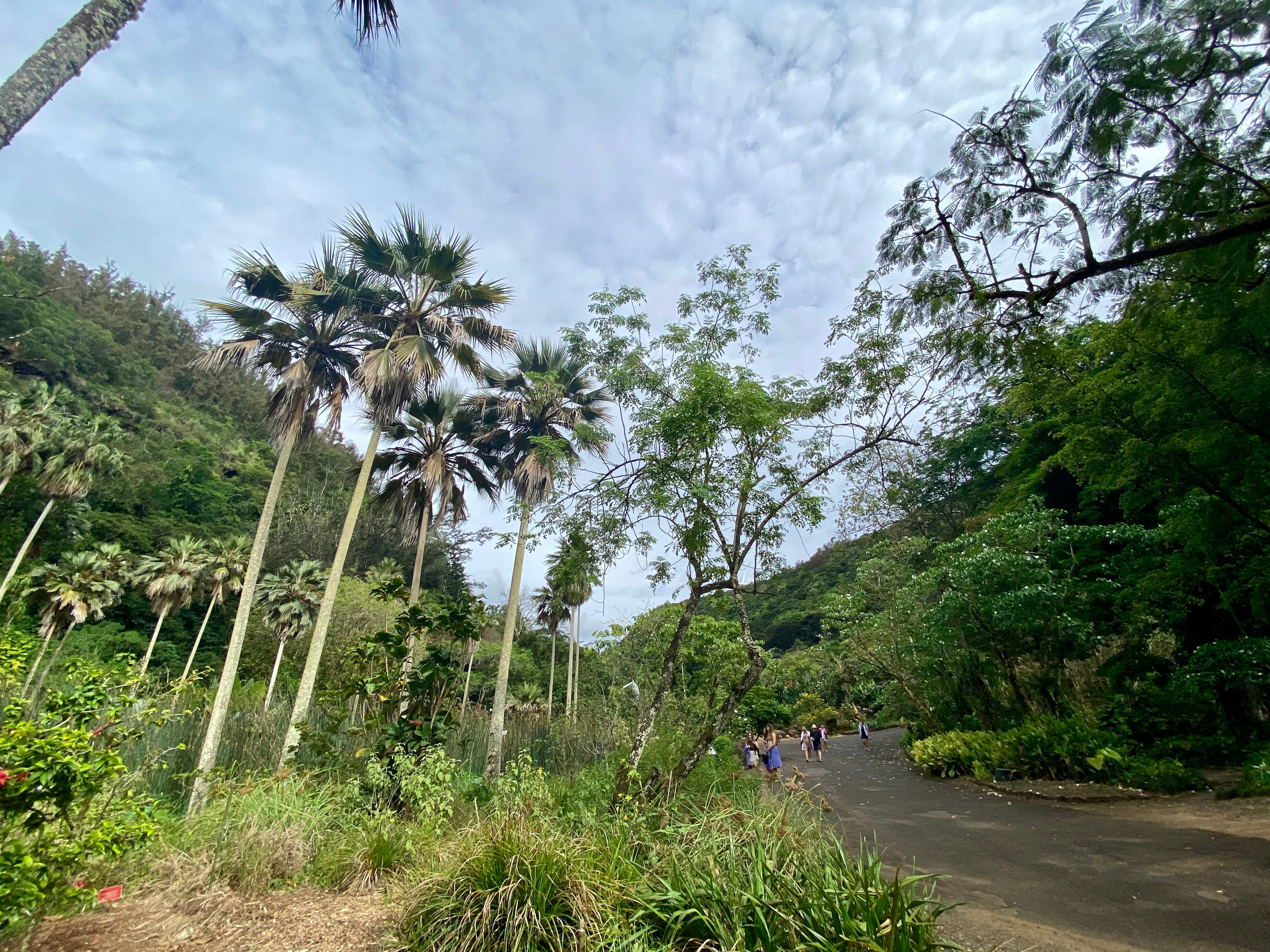 Endangered Hawaiian Palms, Pritchardia