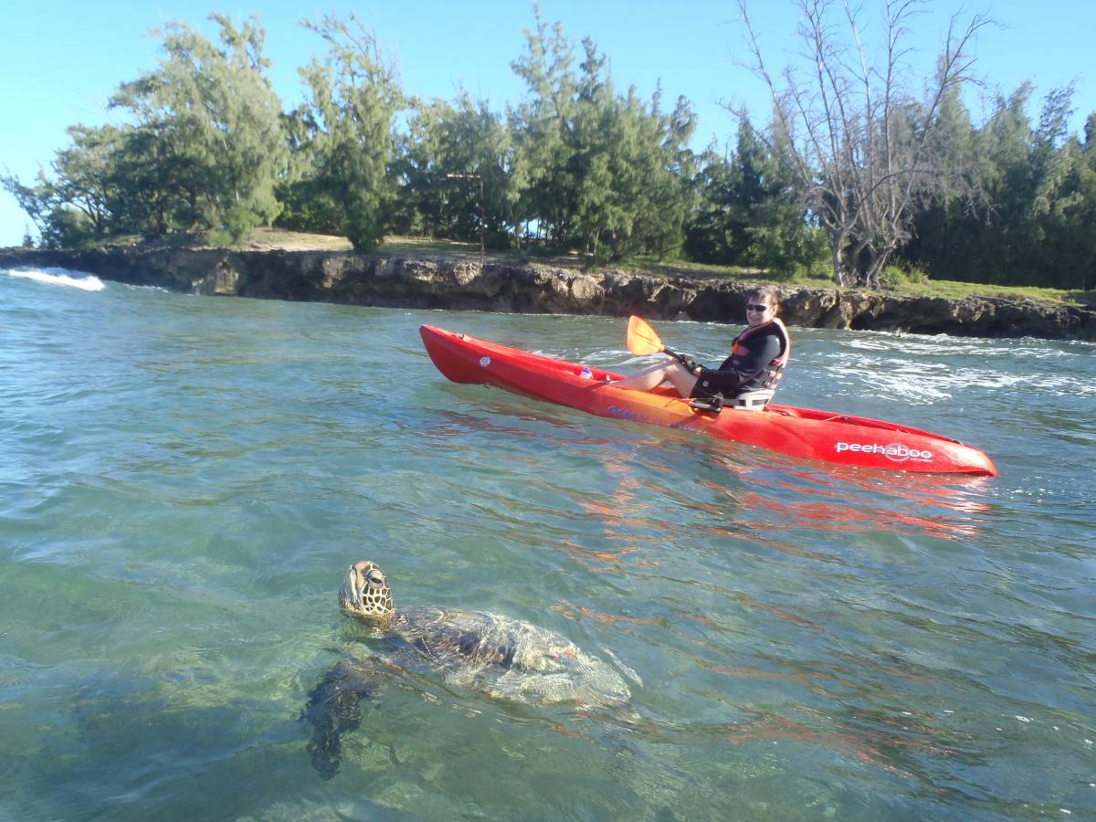 A person kayaking near a sea turtle