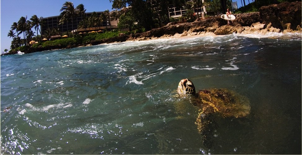 A sea turtle poking his face out of the ocean