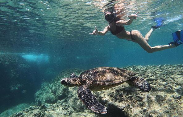 A woman snorkling near a sea turtle