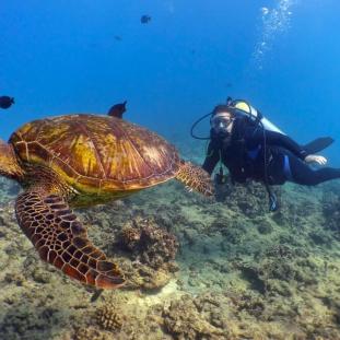 diver and a sea turtle