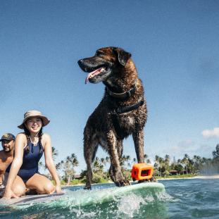 Surf with a Pup