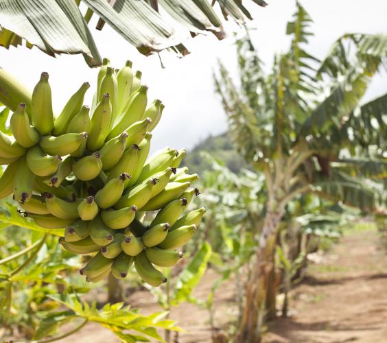 Banana Tree