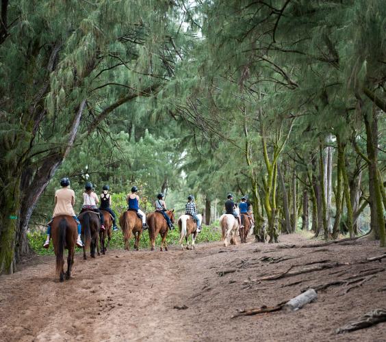 Horseback Trail Rides