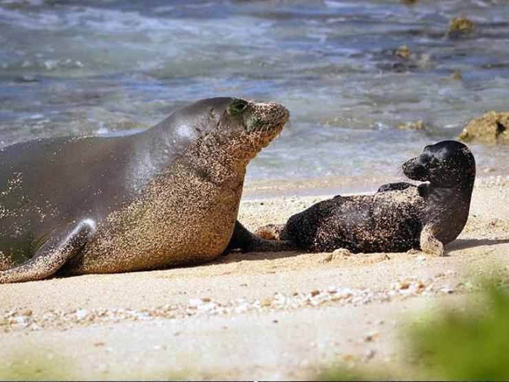 Honey Girl Hawaiian Monk Seal