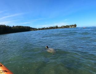 Kayak with Turtles