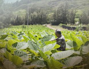 Mauka Farm