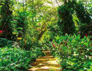 Hawaiian Garden