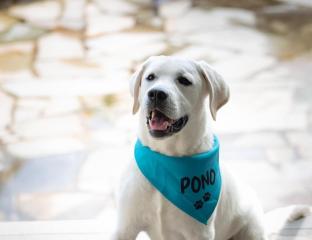 pono the dog