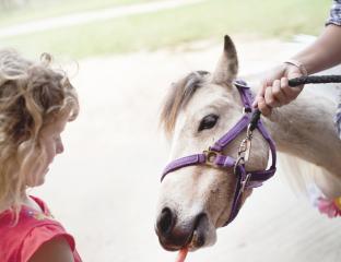 Pony