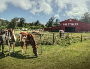 Stables