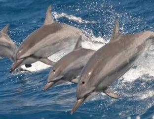 dolphins