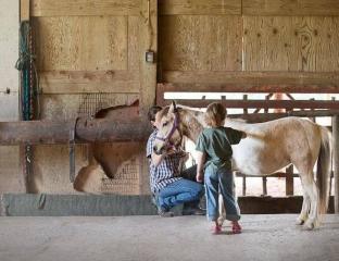 child grooming a horse