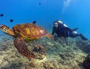 diver and a sea turtle
