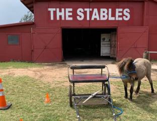 pony