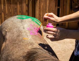 pony picasso