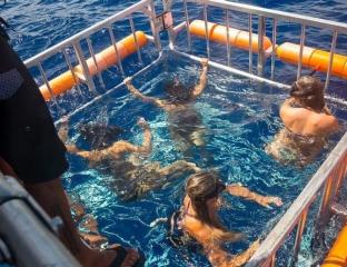 shark dive cage