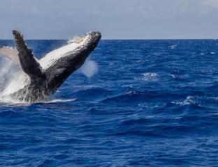 whale breaching