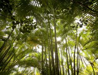 palm trees