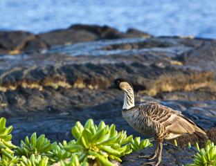 Hawaiian Nene Goose