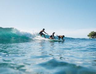 Surf with a Pup