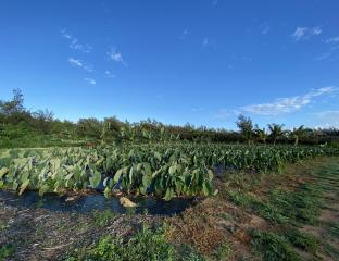 Kuilima Farm