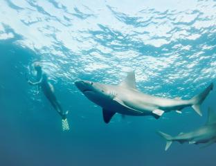 Shark Diving