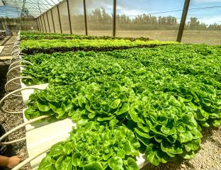 Kuilima Farm Hydroponic Greens