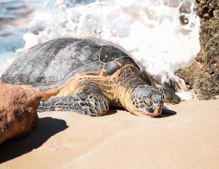 Sea Turtle