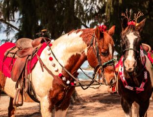 Sleigh Rides