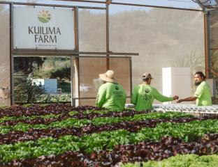 Kuilima Farm at Turtle Bay Resort