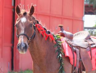 Reindeer Horse