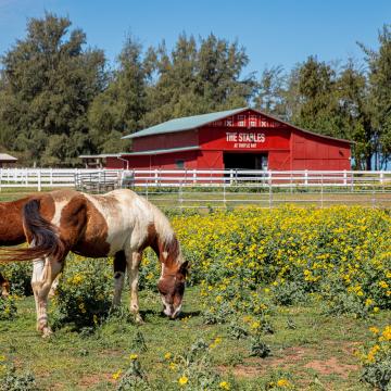 North Shore Stables